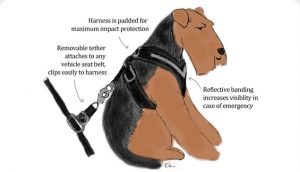 Original AllSafe Harness for Dogs Illustration.