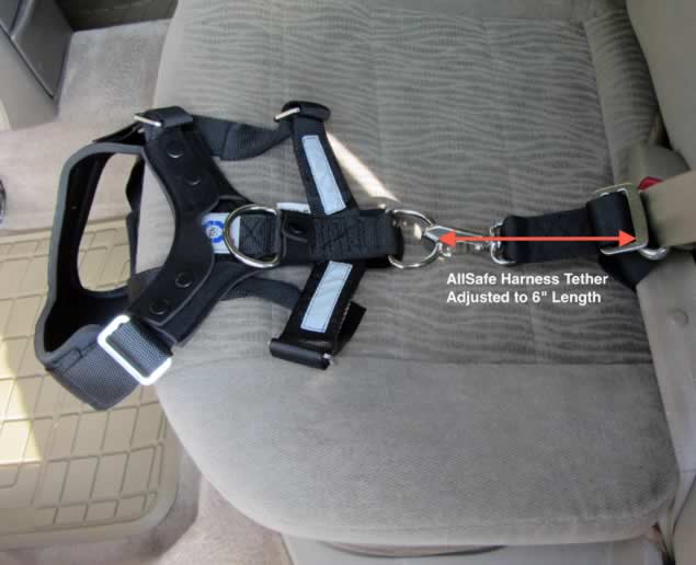 AllSafe Harness Connected to Seat Belt with Tether