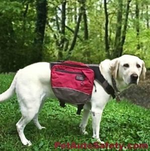 Dog Safety Tips for Outdoor Trip