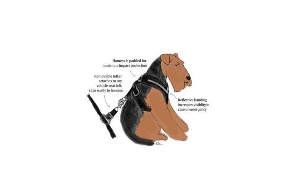 allsafe-dog-harness-illustration-600x344